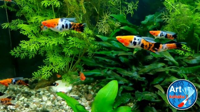 Мои мечеки Кои Шова Триколор флаг и парус. смотреть онлайн