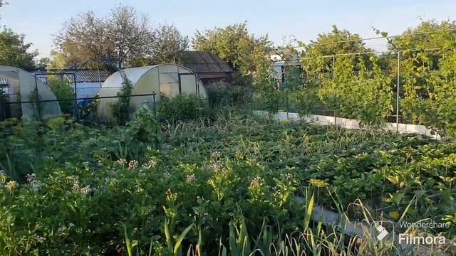 252. Обрезал верхушки томатов. Затенил и подкормил виноград. смотреть онлайн