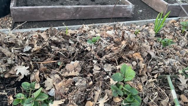 ПОДКОРМКА ВЕСНОЙ для хорошего урожая клубники! Важные советы смотреть онлайн