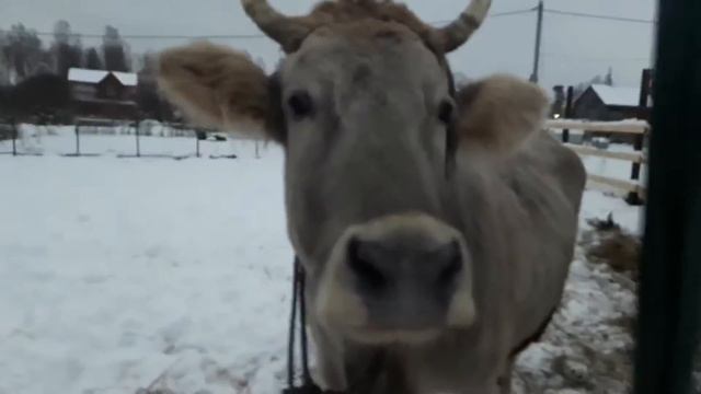В новый год в новый дом! смотреть онлайн