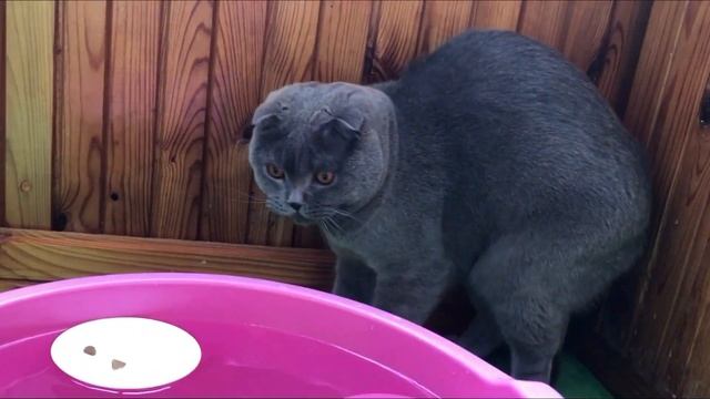 146-150 серия - Дневники Кота Космоса смотреть онлайн