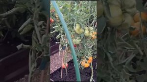 Большой выбор томатов для открытого грунта и теплиц!