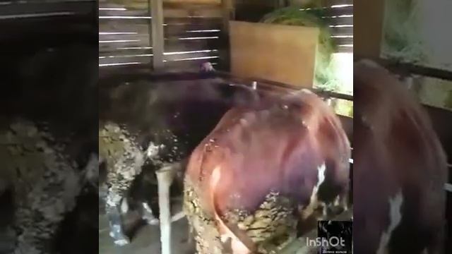 Откорм быков смотреть онлайн