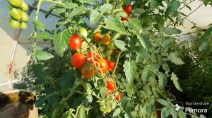 263. Обзор Дачи 4 сотки.  Что растет на огороде.