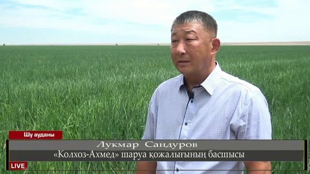 ЖАЙҚАЛТЫП ЖУА ЕККЕН ШУЛЫҚТАР. смотреть онлайн