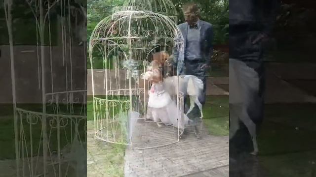 Лама на фотосесии смотреть онлайн