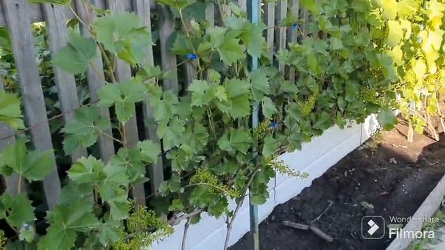 250. Режу виноград и плАчу. БЕДА в теплице на томатах. смотреть онлайн