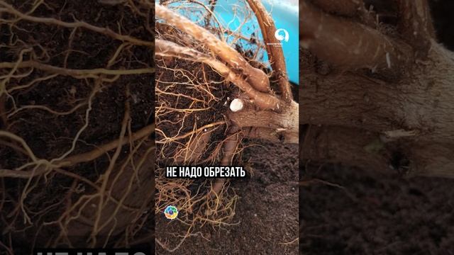 Важно при формировании Ниваки! смотреть онлайн