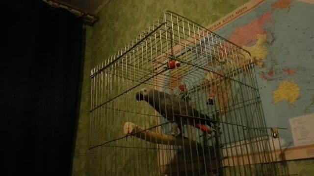 Попугай жако Рома,,... Акробат смотреть онлайн