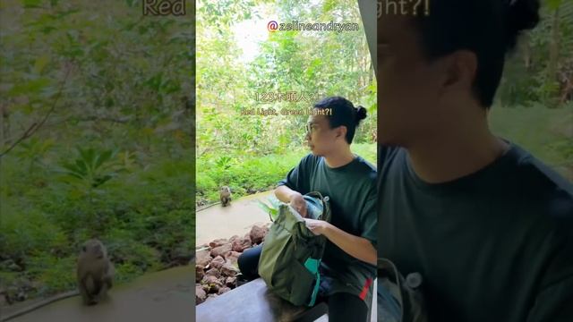 Taiwan Couple in Singapore #vlog 002_MacRitchie Monkey Encounter #台灣夫妻 #新加坡 смотреть онлайн