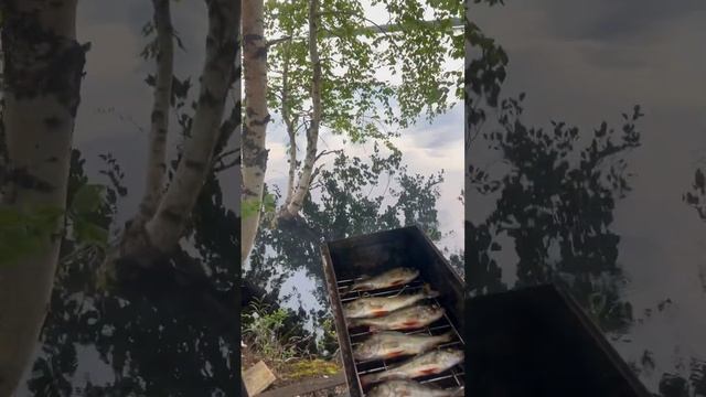 Коптим окуня на голубике смотреть онлайн
