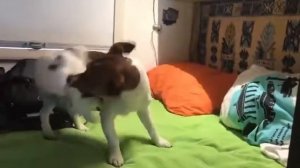 Сюжет про Пайка и нерпу