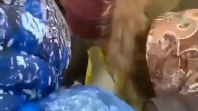 ЖЕСТЬ!В Иваново люди устроили давку за просроченные продукты из мусорного бака! смотреть онлайн
