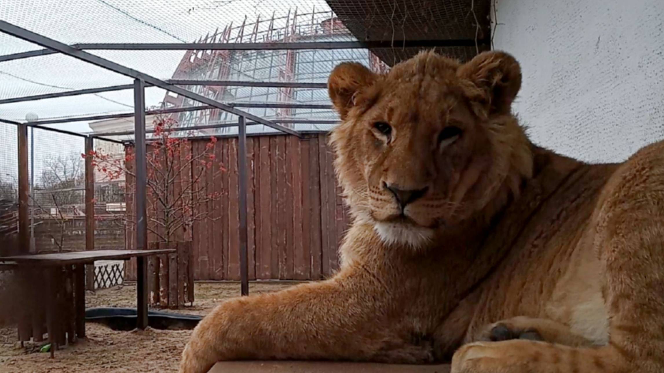 ШЕРХАНЧИК- чудо с музыкальным слухом. ШЕРХАН согласился, что он огнегривый лев #шерхан #shortvideo смотреть онлайн