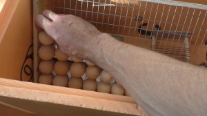 Правильная закладка яиц в мой инкубатор / Какое количество влазит