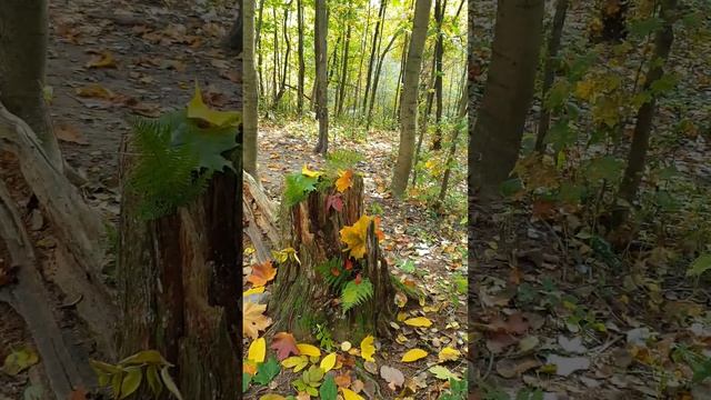 Осень, Санкт-Петербург смотреть онлайн