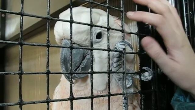 Дружно Чешем Попугая смотреть онлайн