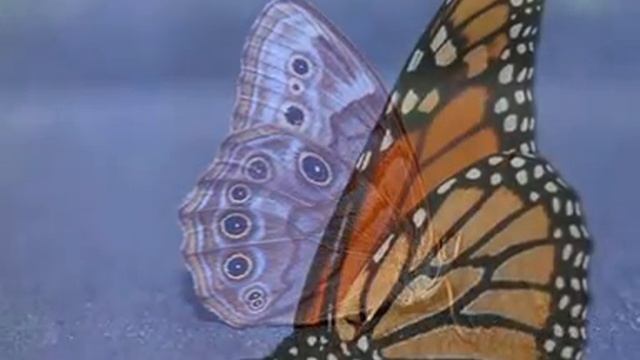 ... a te che sei una farfalla.mpg смотреть онлайн