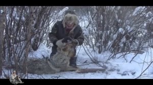 Охота на волка капканами (архивное видео).