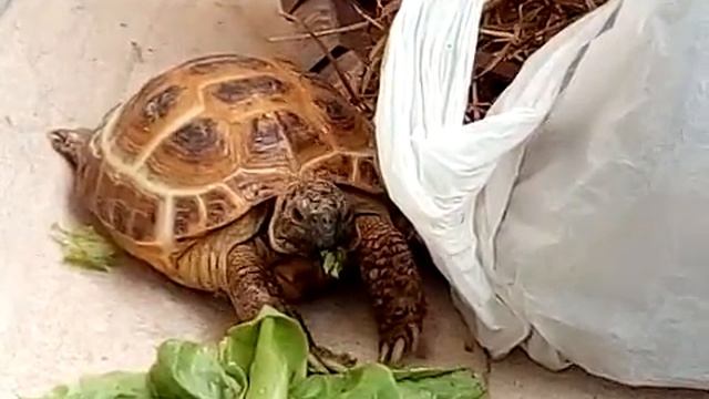 черепашка мотя 2 смотреть онлайн