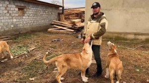 Собаки Тестовых испытаний, питомник Александра Корикова! Ютуб канал  - Серёгины собаки