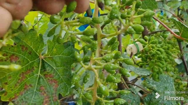 251. ПОМОГИТЕ... определить болезнь и чем лечить ВИНОГРАД. Подкормил лук золой. смотреть онлайн