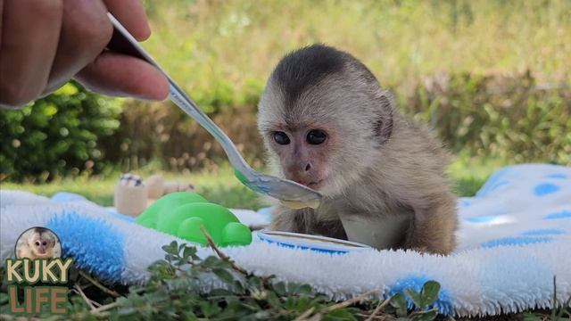 KuKy the monkey eats applesauce for the first time in his life.🙊🙊 смотреть онлайн