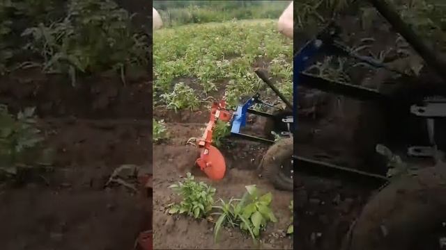 Окучивание картофеля мотоблоком на гусеницах Крутец с окучником смотреть онлайн