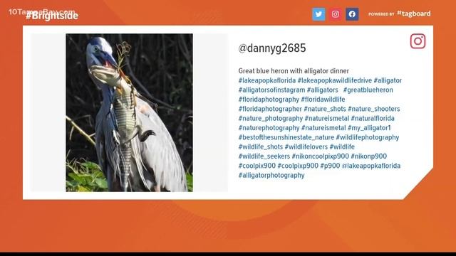Photographer captures Great Blue Heron eating alligator on a Florida lake смотреть онлайн