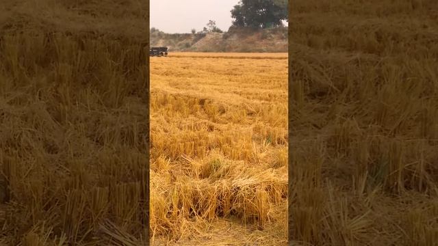 Agriculture farm zira Punjab india смотреть онлайн