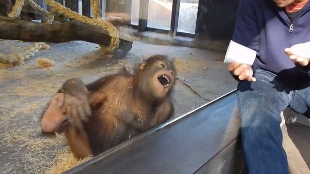 Monkey Sees A Magic Trick (1) смотреть онлайн