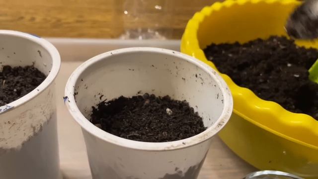 При посеве ОГУРЦОВ важно внести это в грунт для развития корневой системы! смотреть онлайн