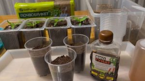 СЕЮ ПЕРЕЦ ПРОСТЫМ СПОСОБОМ, ВСХОЖЕСТЬ 100%!