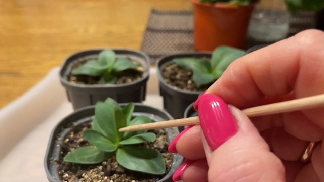 Нужно ли прищипывать ЭУСТОМУ? Советы смотреть онлайн