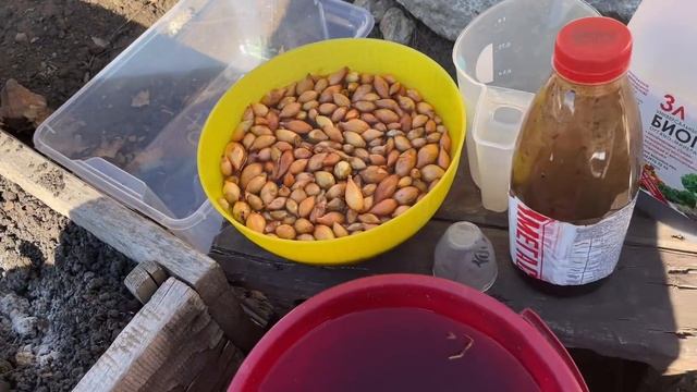 САМОЕ ГЛАВНОЕ при посадке лука для КРУПНОГО УРОЖАЯ! смотреть онлайн