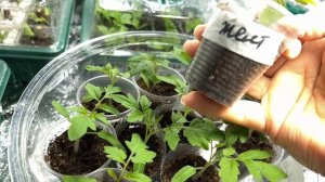 Как вырастить помидоры Черри на подоконнике!