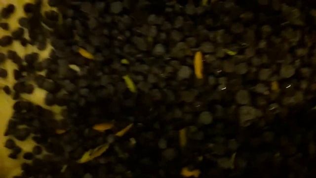 Dolce della tradizione natalizia italiana( Panettone)cioccolato scorza di arancia e limone смотреть онлайн