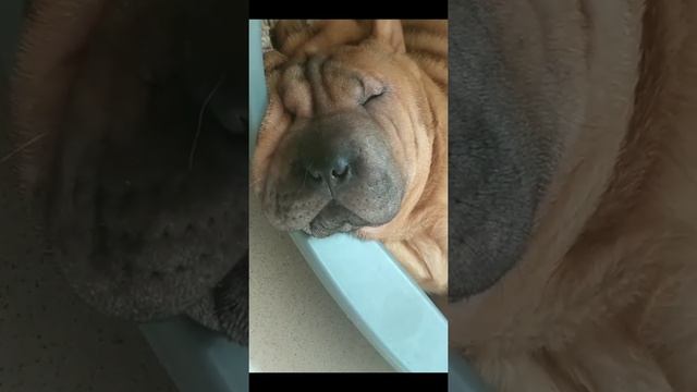 Шарпей храпит💤 sharpei snores💤 смотреть онлайн