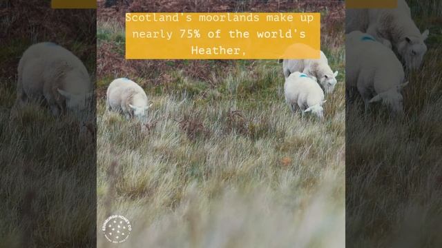 Heather Honey- What is so special? смотреть онлайн