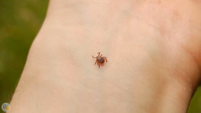 Phenomenal Phenomena