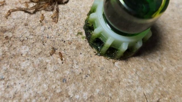 pheidole hyatti feeding reaction, pretty good! смотреть онлайн