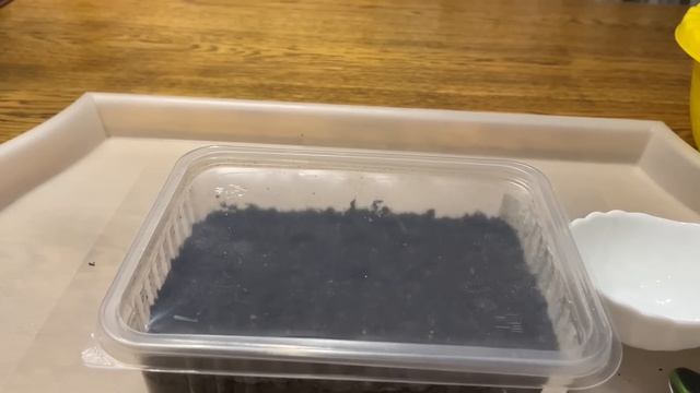 Самый легкий способ ПОСЕВА Лобелии! Уход смотреть онлайн