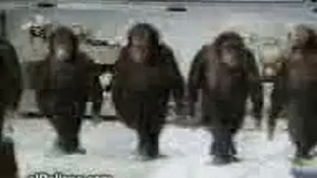 Monkeys dances to arabian music смотреть онлайн