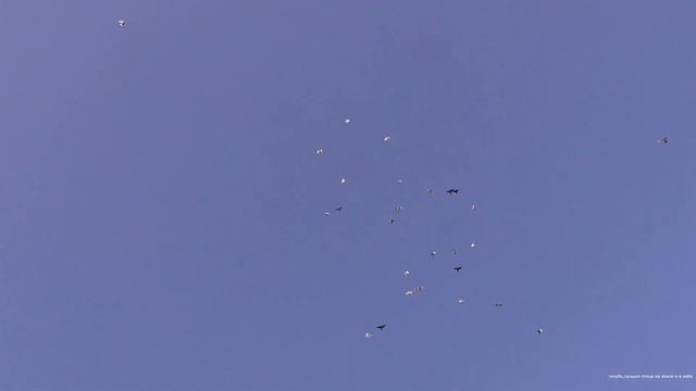 Летние полёты моих голубей. Бойные голуби. смотреть онлайн