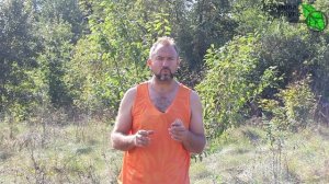 ОБРАБОТКА САДА ОТ БОЛЕЗНЕЙ: что выбрать: Хорус или Скор? Рекомендации для всех случаев.