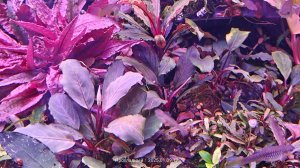 аквариумные дела в буцефаландрике, про белый спектр