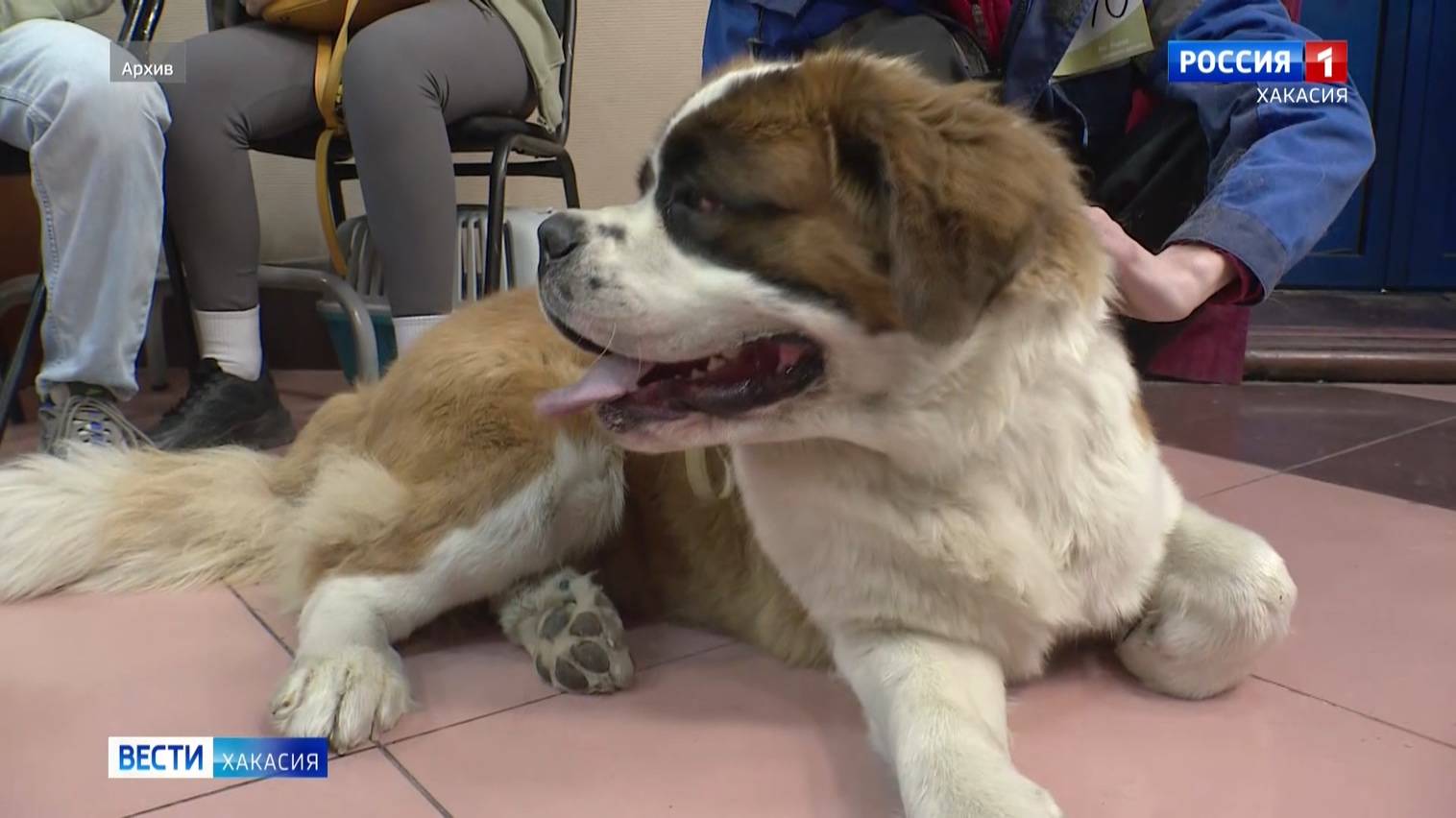 Новые требования к выгулу домашних питомцев смотреть онлайн