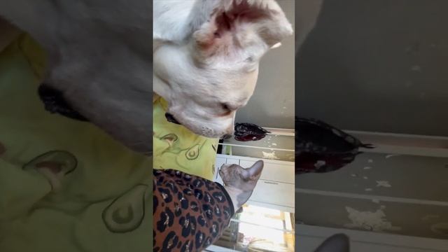 Белый#Корсик#Канадский#Сфинкс#бой #с тенью 🤣 смотреть онлайн