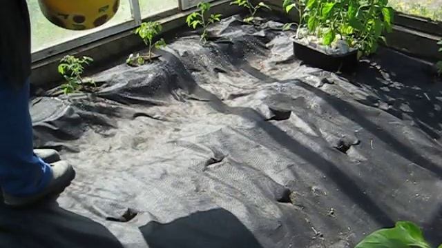 Посадка в теплице на агропленку смотреть онлайн