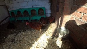 Браун Ник - обзор породы кур